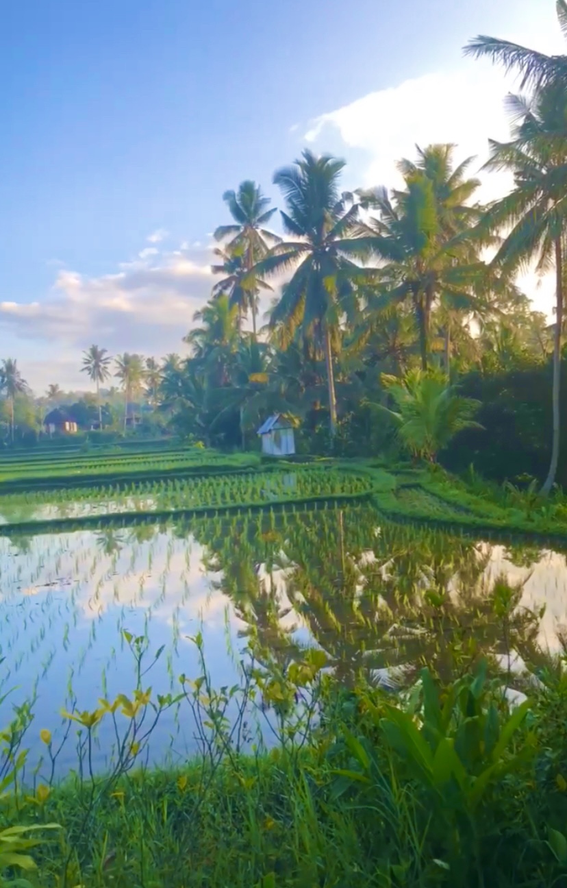 rice paddies