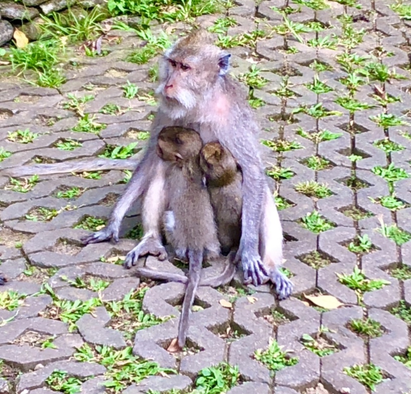 monkey forest